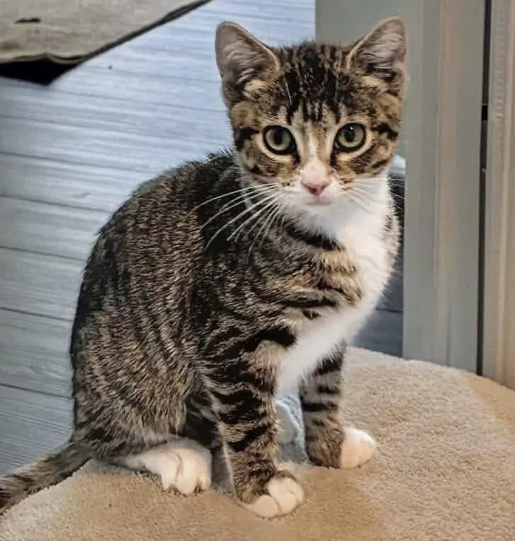 A baby medium-sized female Tabby (Tiger Striped) Domestic Short Hair cat named Munchkin for adoption in Breinigsville, PA