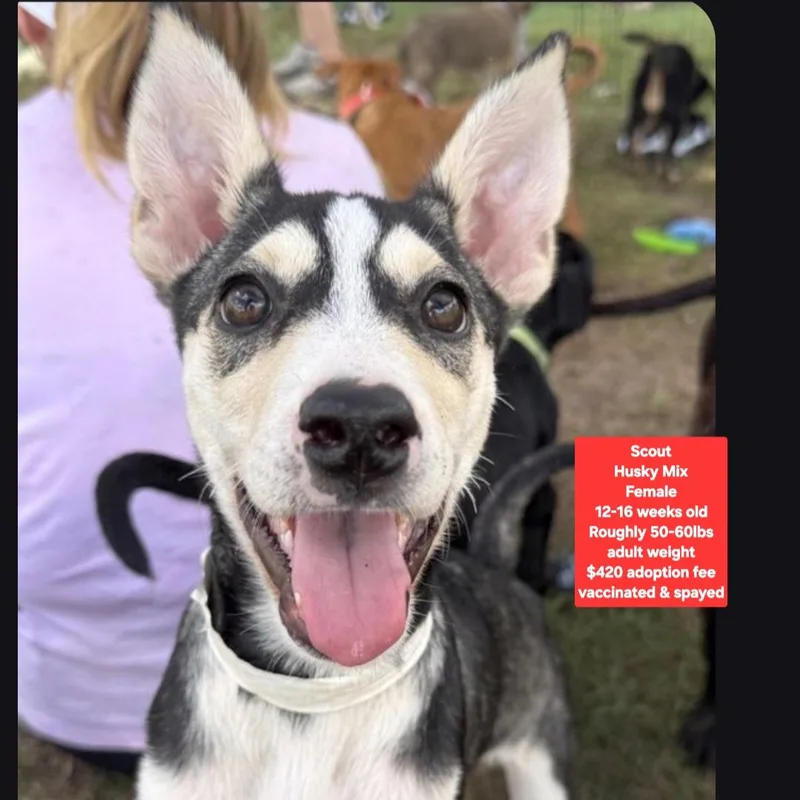 A baby medium-sized female Husky dog named Scout for adoption in Oviedo, FL