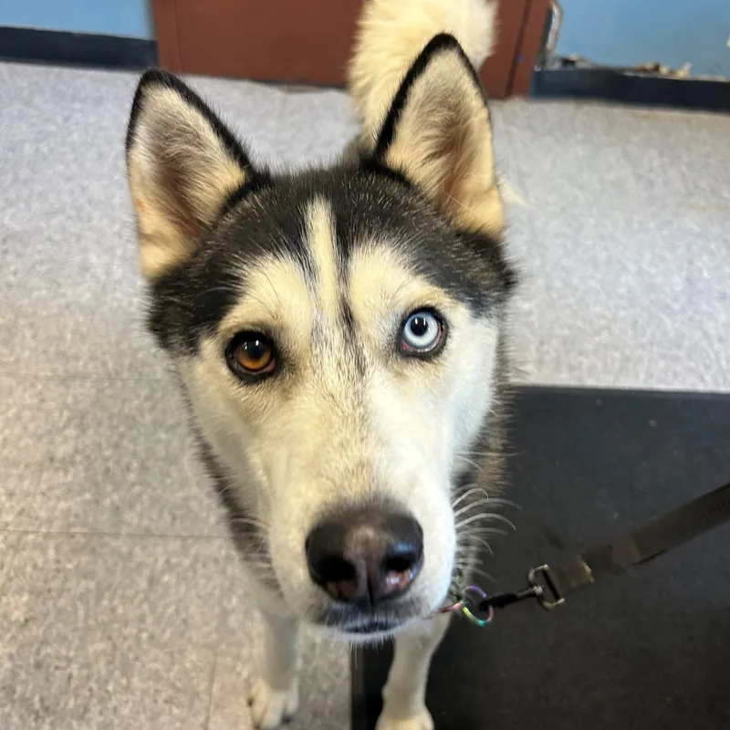 Wolfgang thumbnail 2