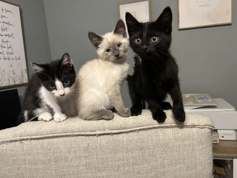 A baby small-sized male Domestic Short Hair cat named Titus for adoption in Heyburn, ID