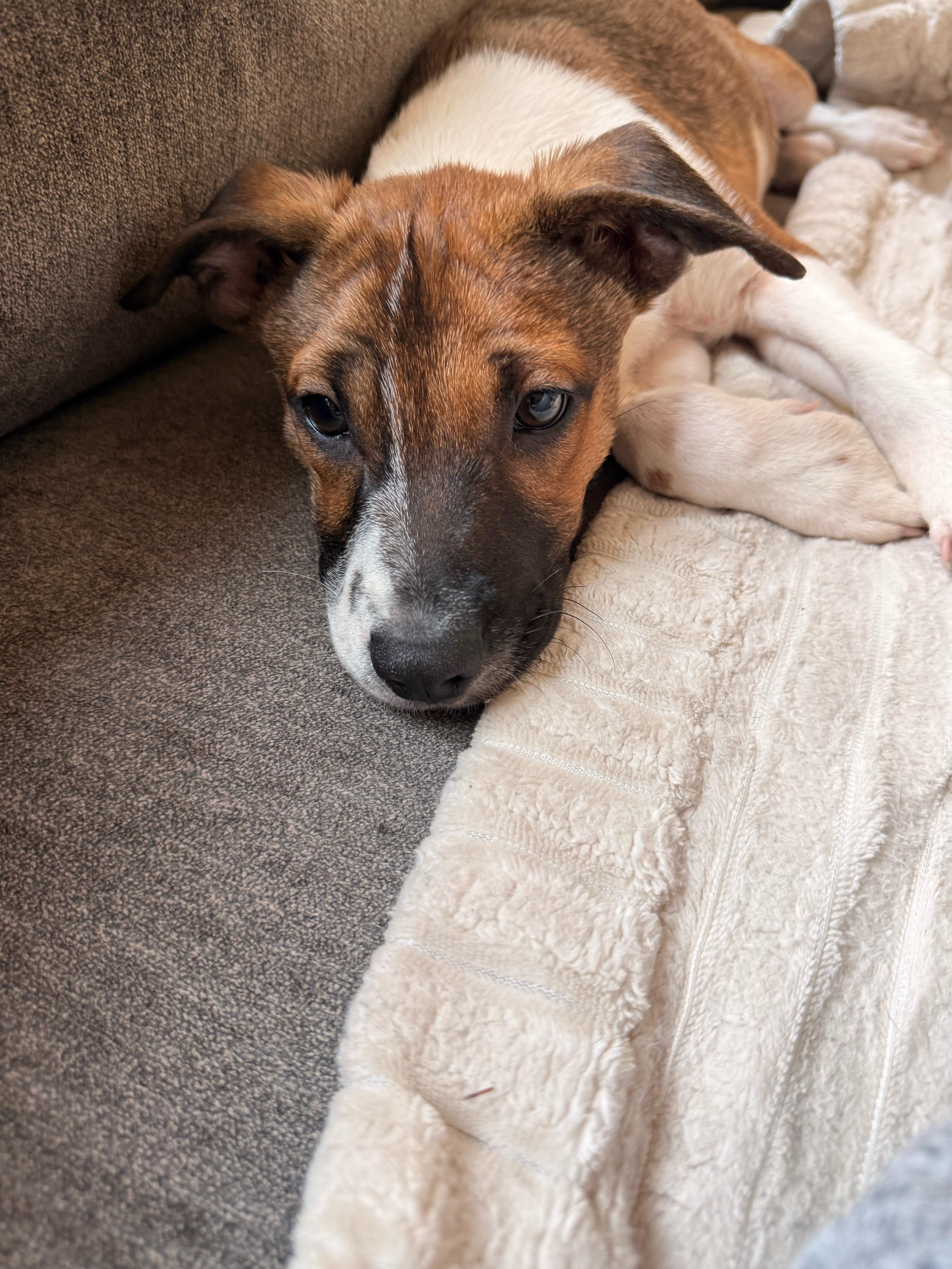 A baby medium-sized male Terrier dog named Dunkin for adoption in Carmel, NY