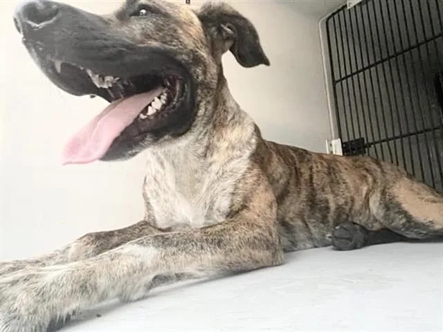 An adult large-sized female Australian Cattle Dog / Blue Heeler dog named A for adoption in Houston, TX