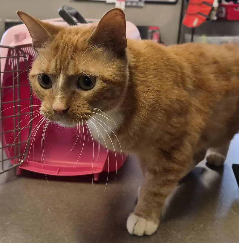 An adult medium-sized male Tabby cat named Derby for adoption in Claremore, OK