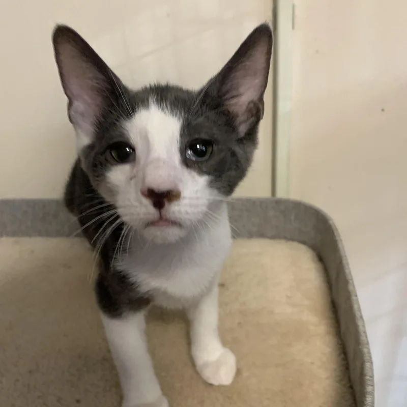 An adult medium-sized female Gray & White Domestic Short Hair cat named Cedar for adoption in Brooklyn, NY