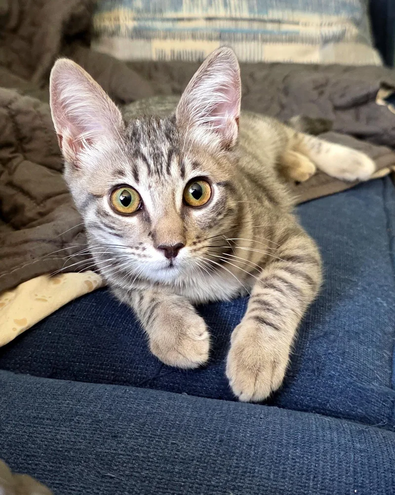 A baby small-sized female Domestic Short Hair cat named Salsa Verde for adoption in Mission Viejo, CA
