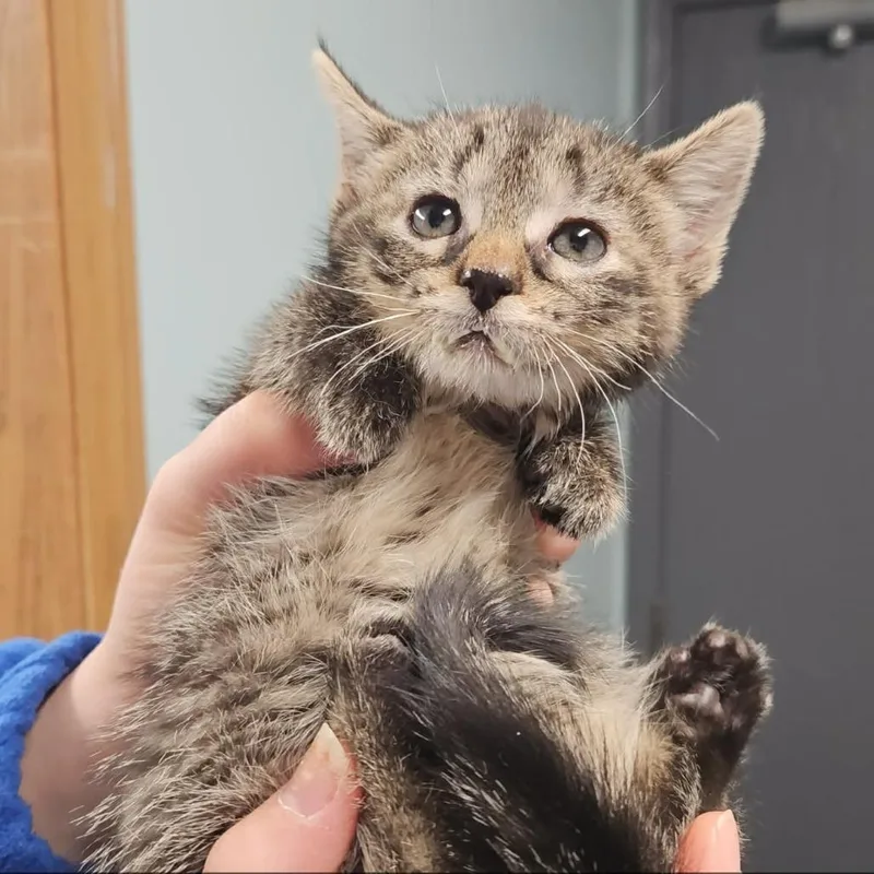 A baby small-sized female Brown / Chocolate Domestic Short Hair cat named Melly for adoption in Edwardsville, IL