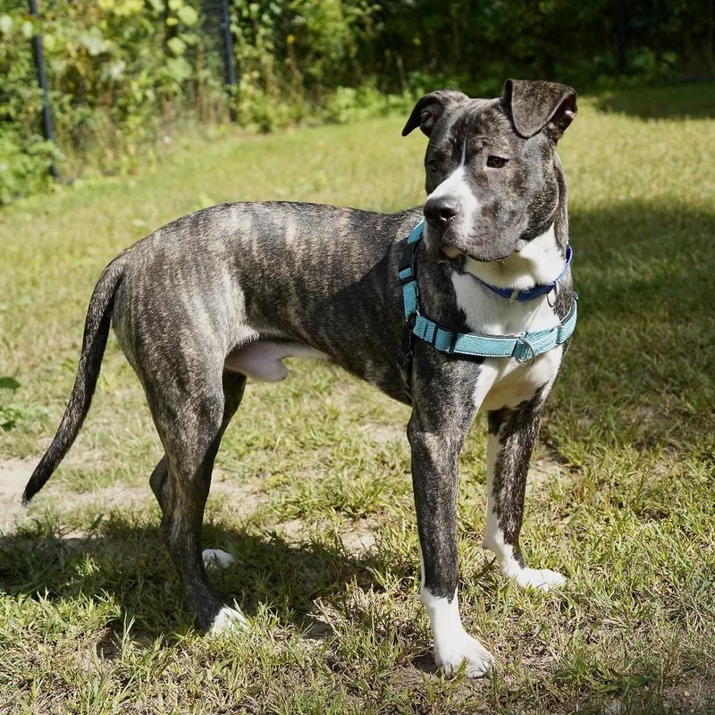 A young large-sized male Mixed Breed dog named Cassius for adoption in Scituate, MA