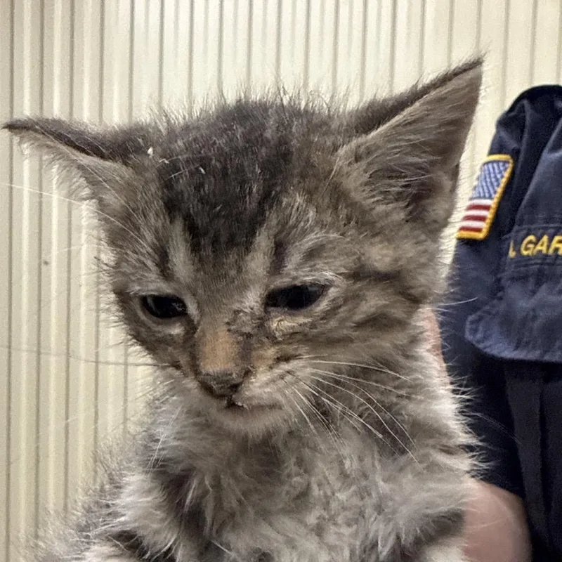A baby small-sized male Domestic Short Hair cat named Rush for adoption in Jacksonville, AR
