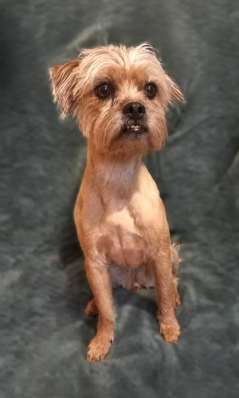 An adult small-sized female Shih Tzu dog named Little Bit for adoption in Bridgeton, MO