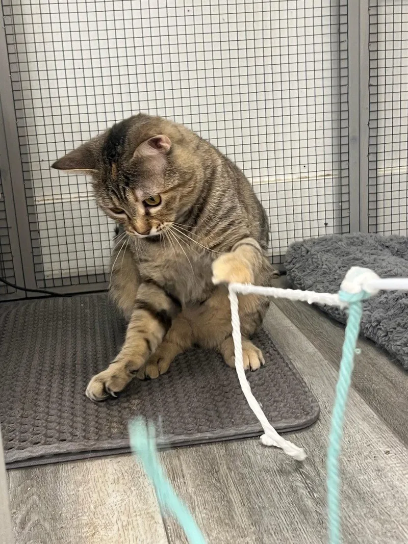 A young small-sized female Domestic Short Hair cat named Clementine for adoption in Mission Viejo, CA