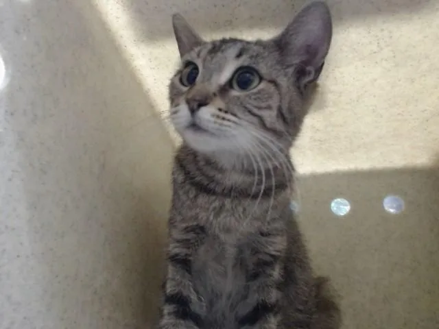 A young small-sized female Domestic Short Hair cat named A for adoption in Moreno Valley, CA