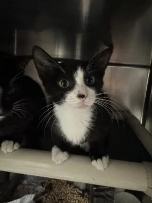 A baby small-sized female Domestic Short Hair cat named Muffin for adoption in Honolulu, HI