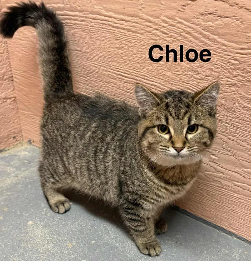 A young medium-sized female Tabby cat named Chloe for adoption in Muncie, IN