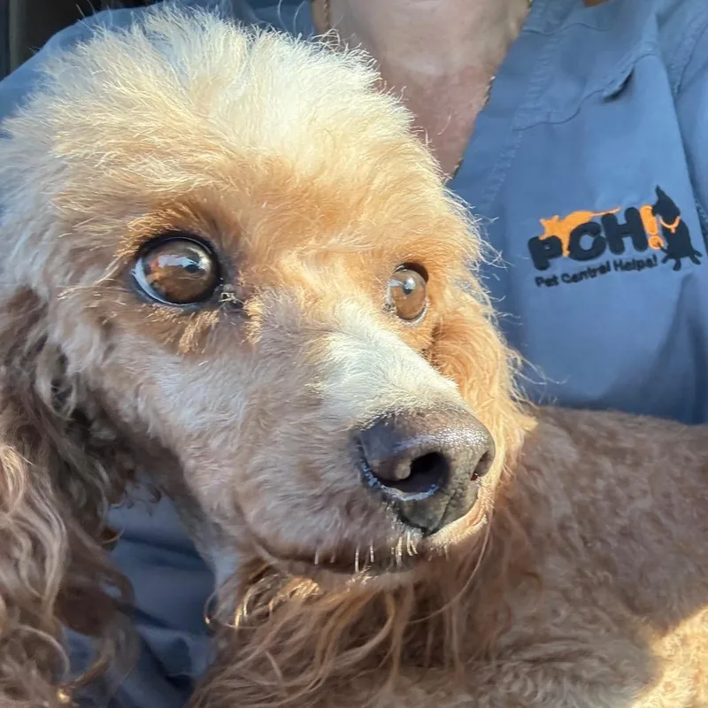 An adult small-sized female Red / Chestnut / Orange Miniature Poodle dog named Puff for adoption in Normal, IL