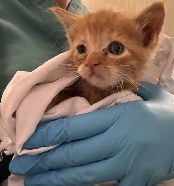 A baby small-sized male Domestic Long Hair cat named George Sanderson for adoption in Riverside, CA
