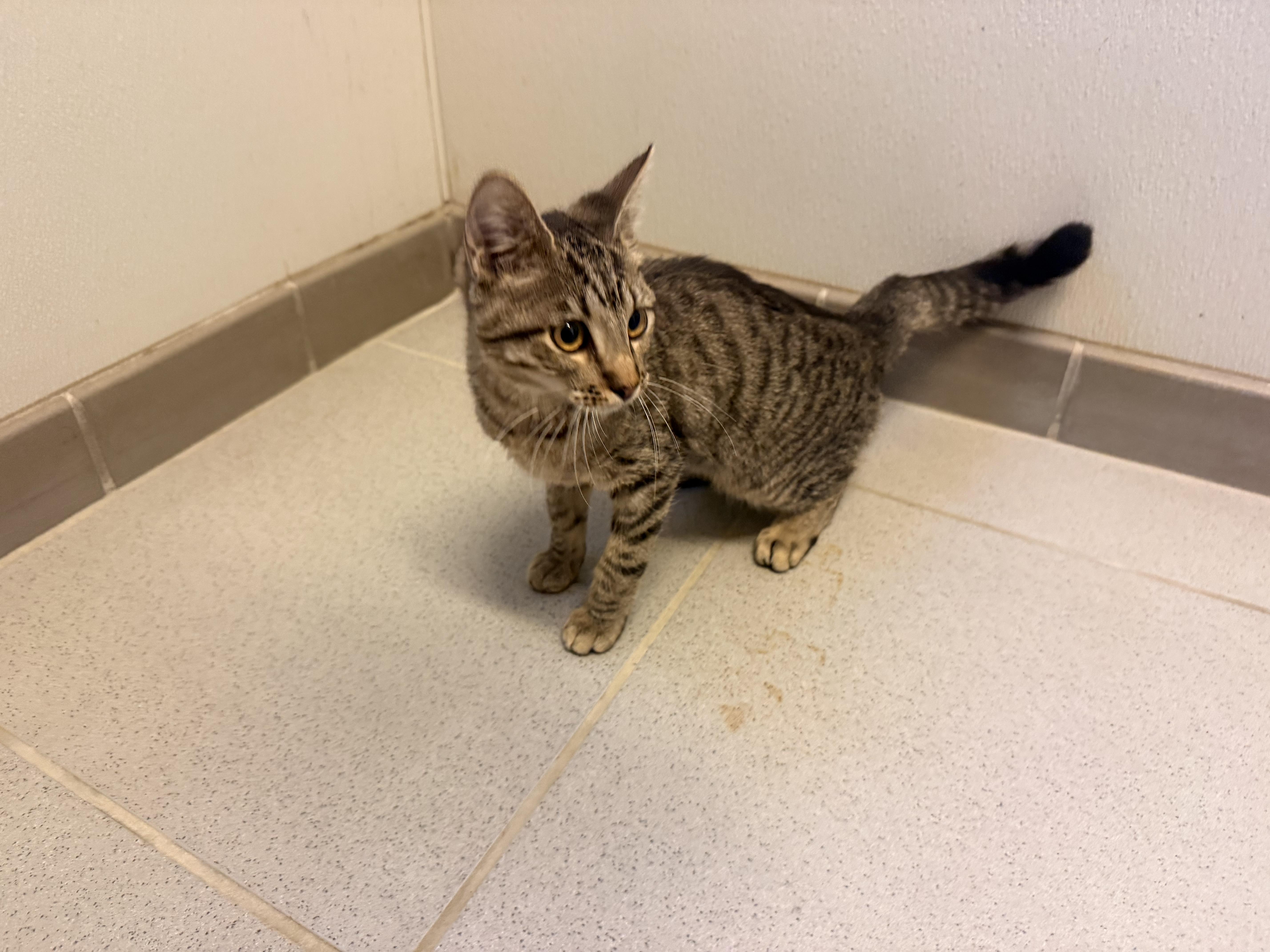 A young small-sized male Tabby (Brown / Chocolate) Domestic Short Hair cat named Stray for adoption in Hays, KS