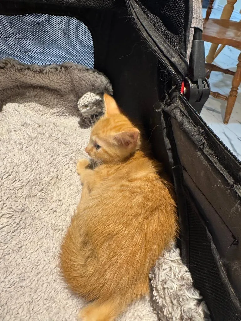 Catillac thumbnail 2