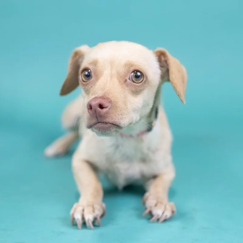 An adult small-sized female Red / Chestnut / Orange Chihuahua dog named Lorraine for adoption in Portland, OR