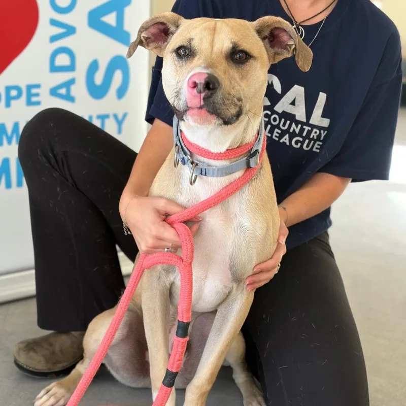 A young medium-sized male Mixed Breed dog named Zephyr for adoption in Morrisville, VT