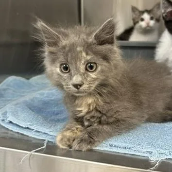 A baby small-sized female Gray / Blue / Silver Domestic Medium Hair cat named Candy Land for adoption in Indianapolis, IN