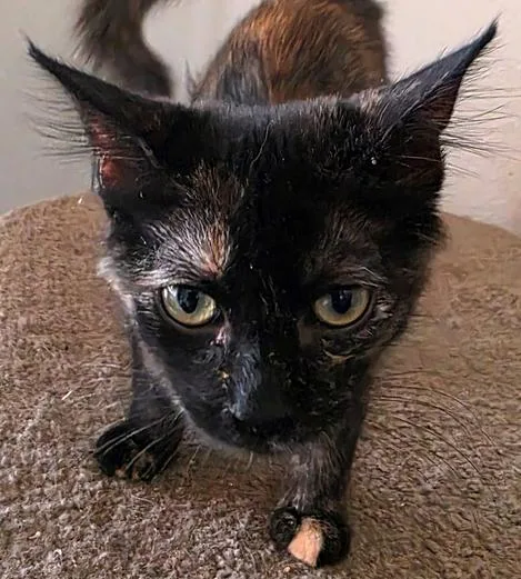 A baby medium-sized female Domestic Medium Hair cat named Tawny for adoption in Glendale, AZ