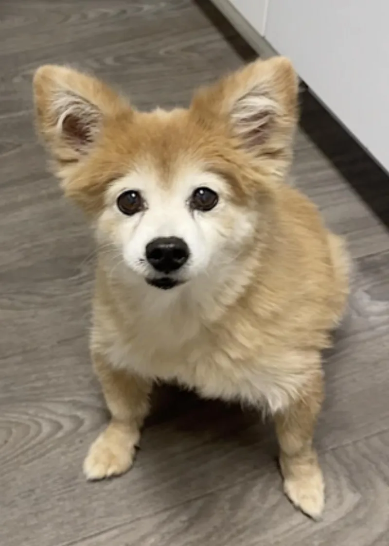 A senior small-sized female Golden Pomeranian dog named Eevee for adoption in Amherst, MA
