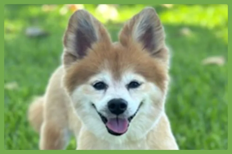 Eevee thumbnail 2