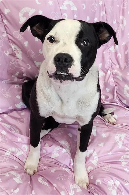 A young medium-sized female Labrador Retriever dog named Josephine for adoption in Brunswick, GA
