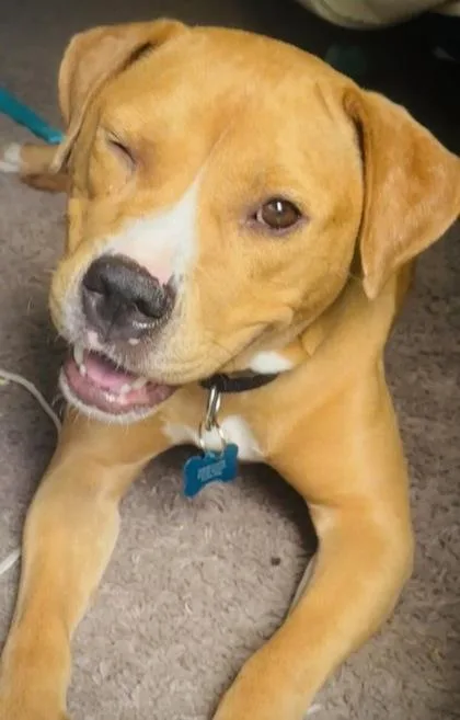 An adult large-sized female Mixed Breed dog named Beauty for adoption in Chamblee, GA