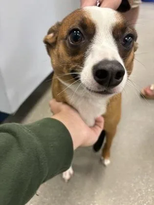 A baby small-sized female Mixed Breed dog named Chloe for adoption in Madison, NJ