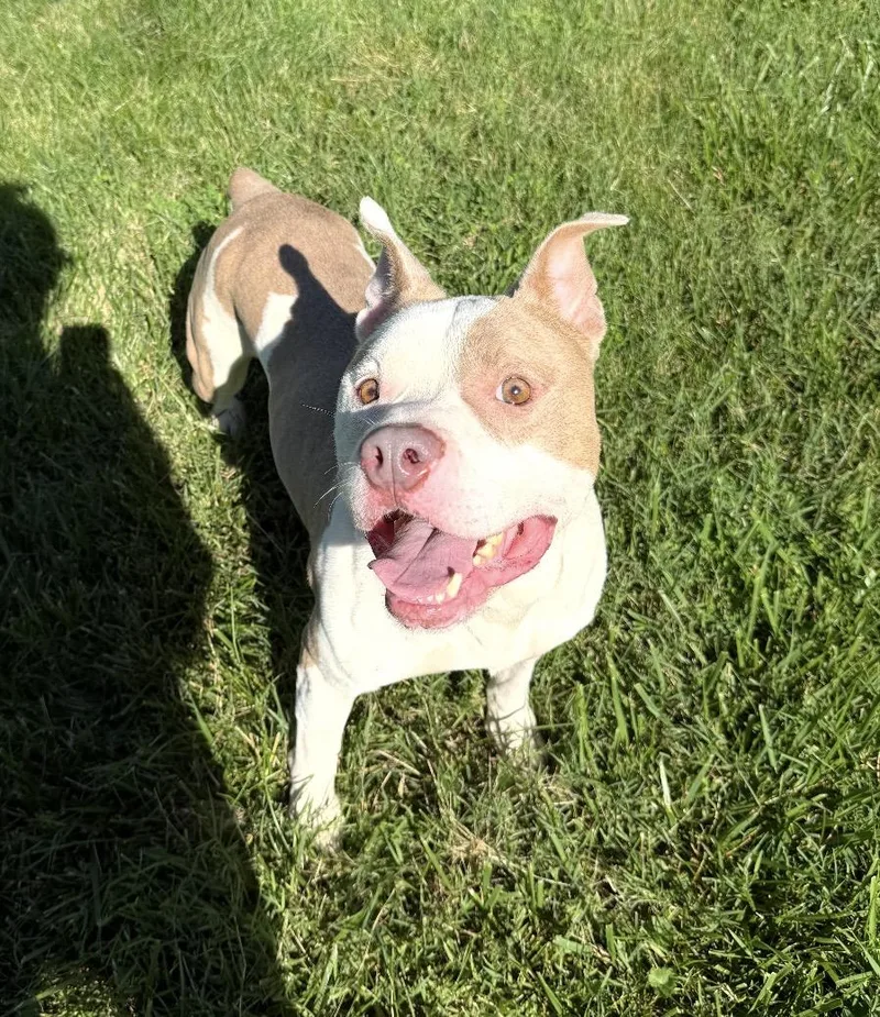 An adult medium-sized male Golden Mixed Breed dog named Mamba for adoption in Belleville, IL