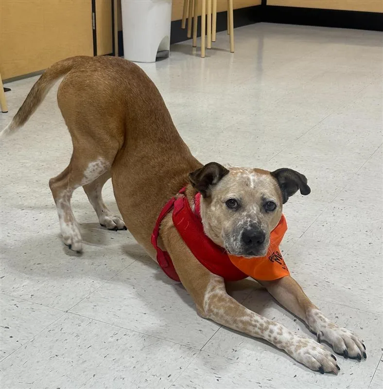 Mushroom Gravy thumbnail 2