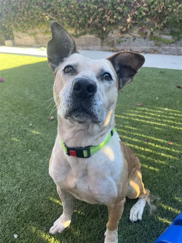 Mushroom Gravy thumbnail 3