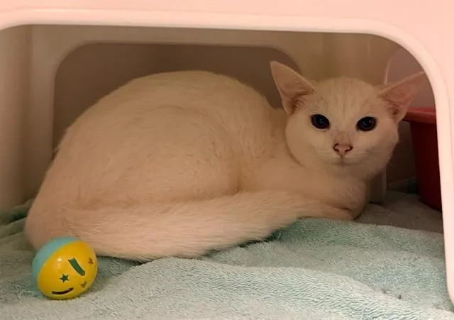 A young medium-sized female Domestic Short Hair cat named Hollie Lee for adoption in Statesville, NC