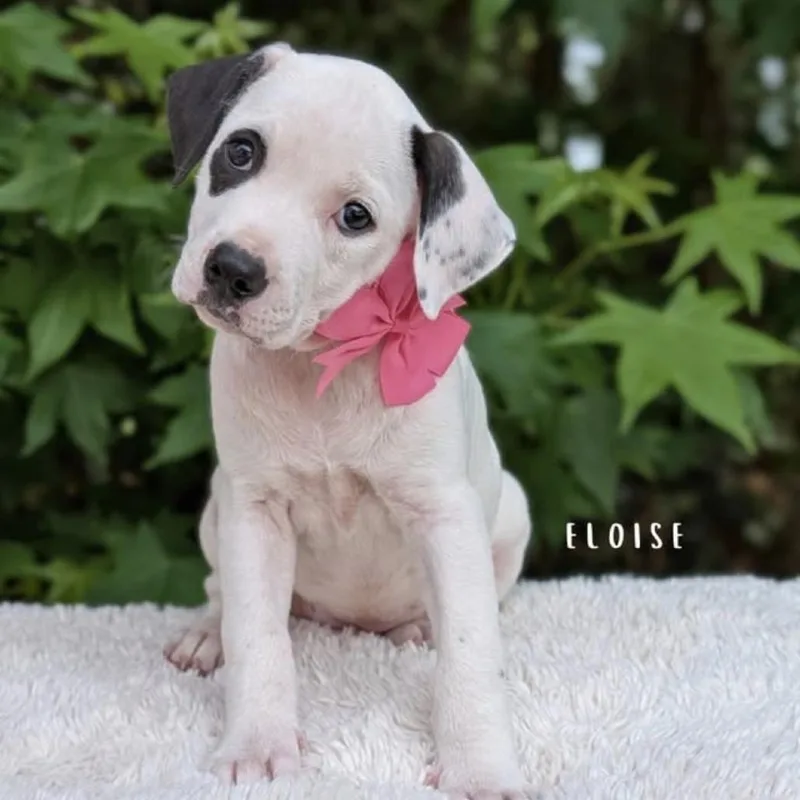 Eloise