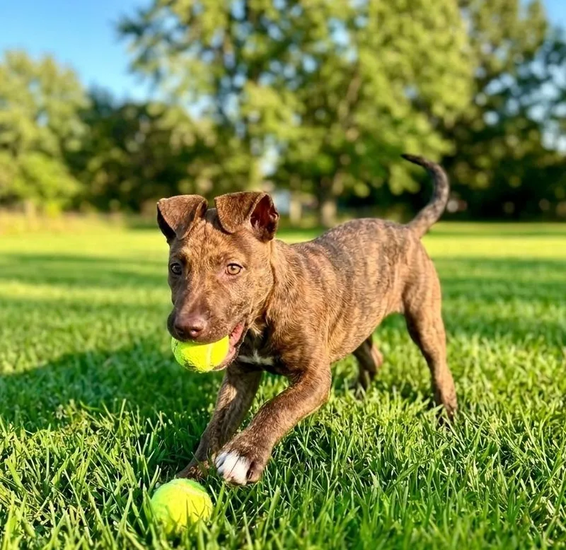 Biscuit