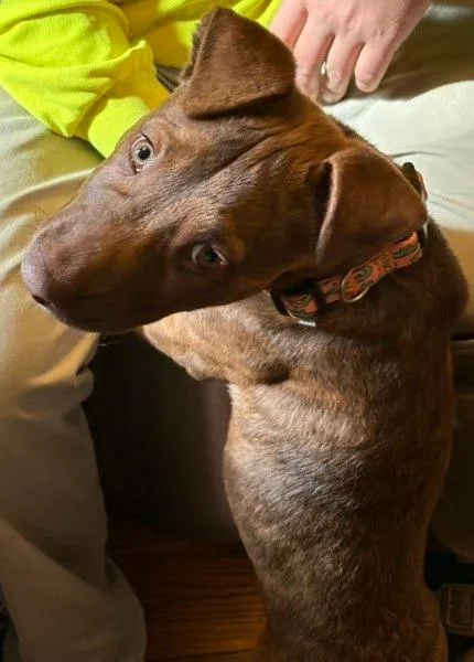 Biscuit thumbnail 3