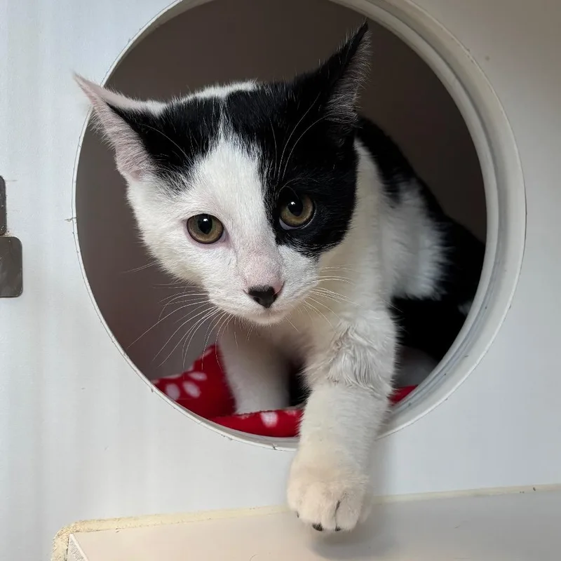 A young medium-sized male White Domestic Short Hair cat named Holstein for adoption in Naperville, IL