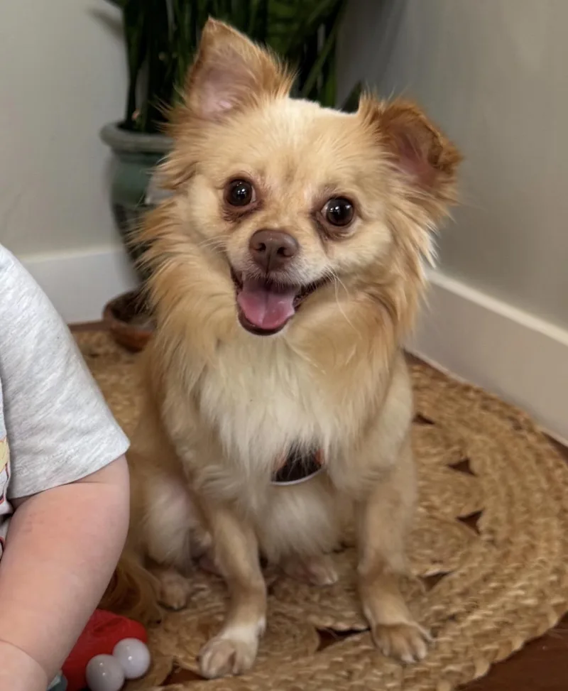 A young small-sized male Apricot / Beige Chihuahua dog named Poncho for adoption in Maineville, OH
