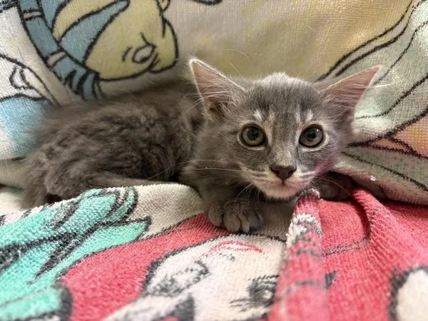 A baby small-sized female Domestic Long Hair cat named Feathermoon for adoption in Oceanside, CA