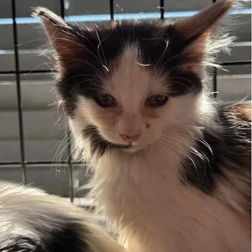 A baby medium-sized female Domestic Medium Hair cat named Lillian for adoption in Minneapolis, MN
