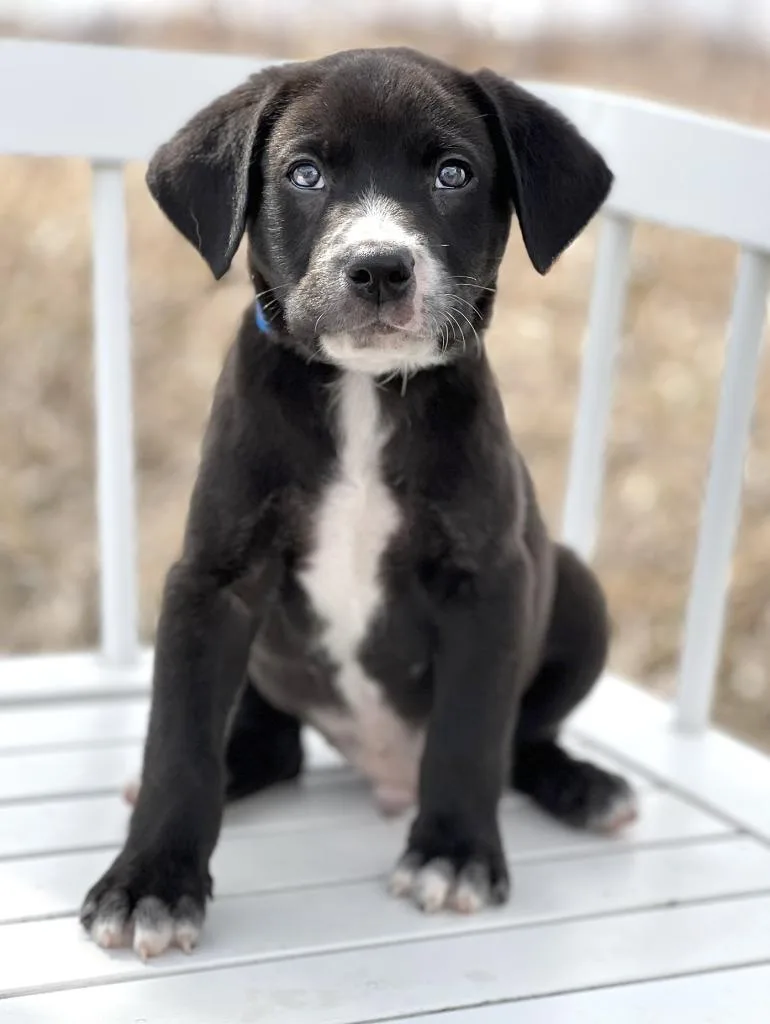 A baby medium-sized male Mixed Breed dog named Labubu Litter  Sesame for adoption in Savage, MN