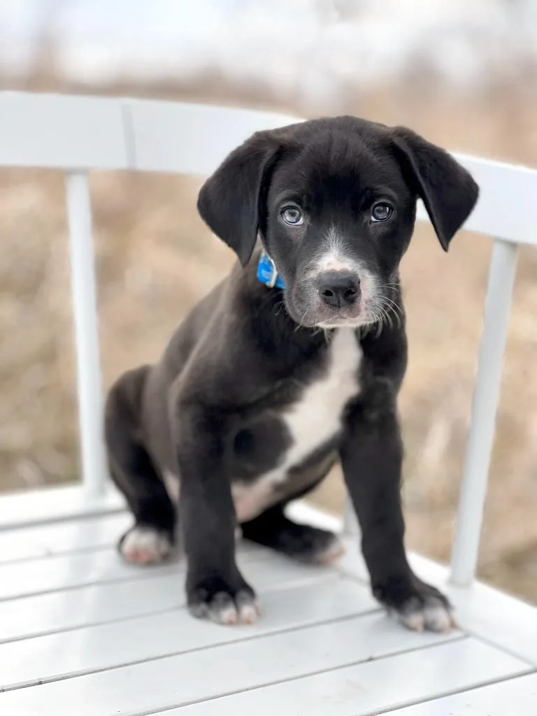 Labubu Litter  Sesame thumbnail 2