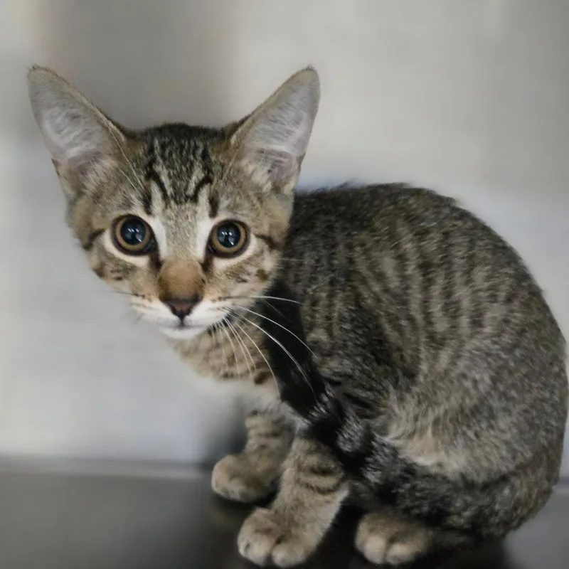 A baby small-sized male Brown / Chocolate Domestic Short Hair cat named Ghost for adoption in San Jacinto, CA