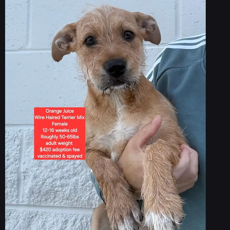 A baby large-sized female Wirehaired Terrier dog named Orange Juice for adoption in Oviedo, FL