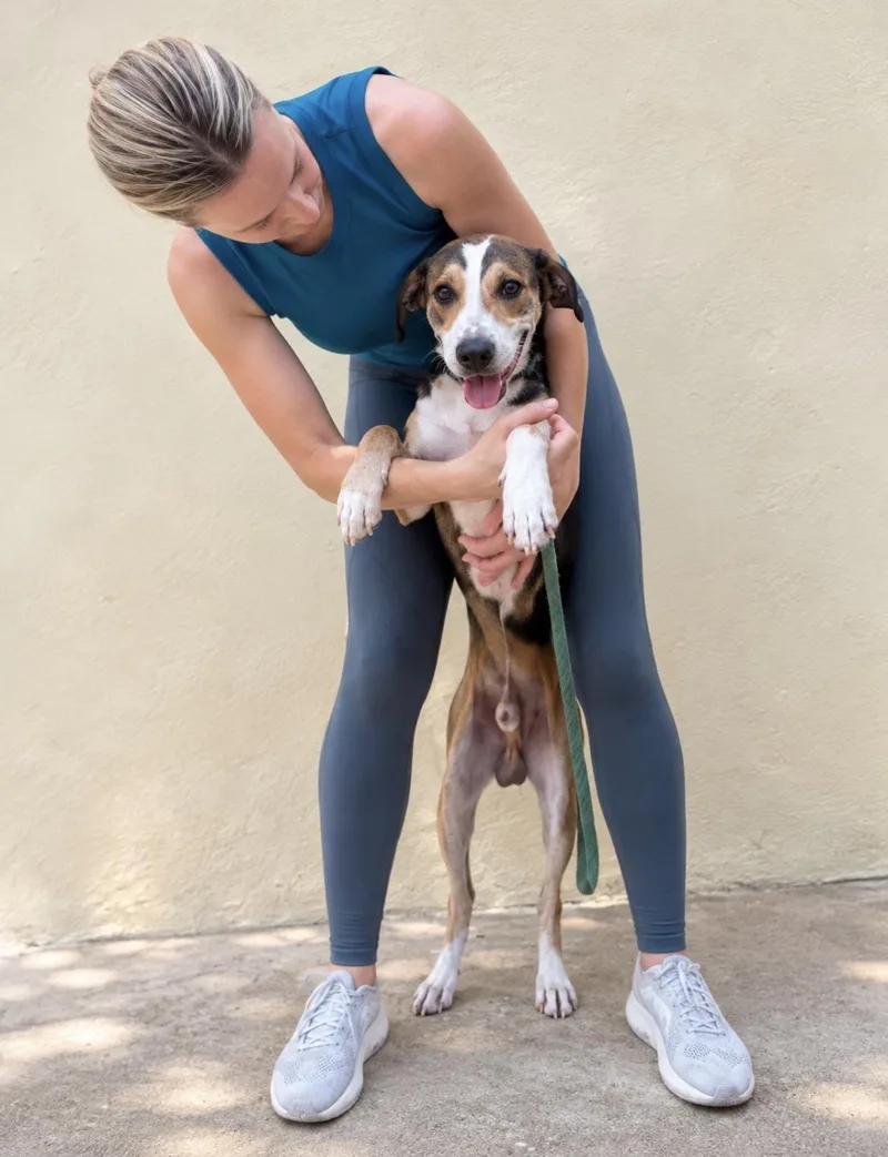 A young medium-sized male Beagle dog named Sammy for adoption in New York, NY