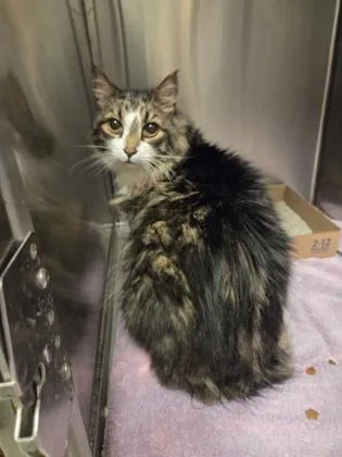A senior large-sized male Domestic Long Hair cat named Bootsie for adoption in Fallston, MD