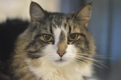 Bootsie thumbnail 2