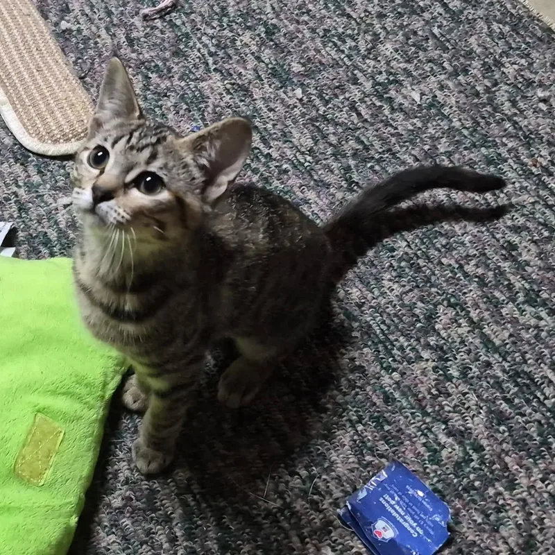 A baby small-sized female Torbie Domestic Short Hair cat named Nova for adoption in Hudsonville, MI
