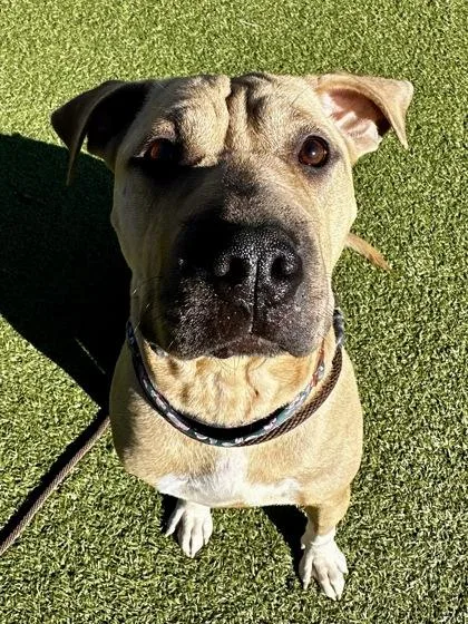 An adult large-sized female Yellow / Tan / Blond / Fawn Mixed Breed dog named Delila for adoption in Wichita, KS